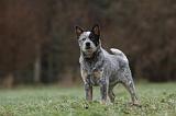 BOUVIER AUSTRALIEN 389